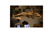 【Qumu】大型ダンボール骨格標本キット　プテラノドン