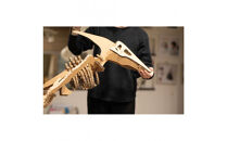 【Qumu】大型ダンボール骨格標本キット　プテラノドン