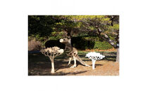 【Qumu】大型ダンボール骨格標本キット　メガティラノサウルス