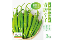 【宮城県産】生青唐辛子&nbsp;龍の尾&nbsp;3kgセット（500g×6袋）激辛韓国品種&nbsp;西根の森｜太良衛門