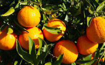 「農園直送」和歌山県産不知火&nbsp;もりもりの約9kg（サイズ混合&nbsp;ご家庭用）★2027年2月下旬頃より順次発送&nbsp;［TM258］