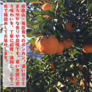 ［先行予約］極甘&nbsp;柑橘&nbsp;特撰&nbsp;濃厚&nbsp;ポンカン&nbsp;5kg&nbsp;［MS140］