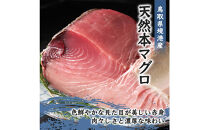 天然本マグロ(黒マグロ)　赤身300～400g&nbsp;|&nbsp;本マグロ&nbsp;クロマグロ&nbsp;黒マグロ&nbsp;天然マグロ&nbsp;マグロ&nbsp;まぐろ&nbsp;刺身用&nbsp;サク&nbsp;柵&nbsp;海鮮&nbsp;魚介&nbsp;魚介類&nbsp;赤身&nbsp;高級魚&nbsp;贅沢食材&nbsp;刺身&nbsp;海鮮丼&nbsp;寿司用&nbsp;家庭用&nbsp;&nbsp;&nbsp;お取り寄せ&nbsp;グルメ&nbsp;人気&nbsp;おすすめ&nbsp;国産&nbsp;鳥取県&nbsp;境港市