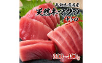 天然本マグロ(黒マグロ)　中トロ300～400g&nbsp;|&nbsp;本マグロ&nbsp;クロマグロ&nbsp;黒マグロ&nbsp;天然マグロ&nbsp;マグロ&nbsp;まぐろ&nbsp;刺身用&nbsp;サク&nbsp;柵&nbsp;海鮮&nbsp;魚介&nbsp;魚介類&nbsp;&nbsp;中トロ&nbsp;高級魚&nbsp;贅沢食材&nbsp;刺身&nbsp;海鮮丼&nbsp;寿司用&nbsp;家庭用&nbsp;お取り寄せ&nbsp;グルメ&nbsp;人気&nbsp;おすすめ&nbsp;国産&nbsp;鳥取県&nbsp;境港市