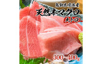 天然本マグロ(黒マグロ)　大トロ300～400g&nbsp;|&nbsp;本マグロ&nbsp;クロマグロ&nbsp;黒マグロ&nbsp;天然マグロ&nbsp;マグロ&nbsp;まぐろ&nbsp;刺身用&nbsp;サク&nbsp;柵&nbsp;海鮮&nbsp;魚介&nbsp;魚介類&nbsp;大トロ&nbsp;高級魚&nbsp;贅沢食材&nbsp;刺身&nbsp;海鮮丼&nbsp;寿司用&nbsp;家庭用&nbsp;&nbsp;&nbsp;お取り寄せ&nbsp;グルメ&nbsp;人気&nbsp;おすすめ&nbsp;国産&nbsp;鳥取県&nbsp;境港市