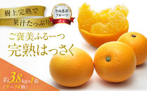 ≪ご褒美ふるーつ≫「完熟ハッサク」約3.8kg【2027年3月上旬頃お届け】
