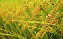 南知多産しらすをふんだんに使った「贅沢しらすむすび（10個入り）|&nbsp;おにぎり専門店&nbsp;四代目お結び屋&nbsp;&nbsp;冷凍おにぎり&nbsp;産地直送