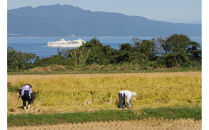 【先行予約】令和8年産新米佐渡産コシヒカリ5kg