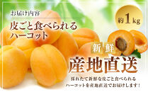 皮ごと食べられる杏「ハーコット」1kg&nbsp;|&nbsp;&nbsp;あんず&nbsp;杏&nbsp;ハーコット&nbsp;生食&nbsp;フルーツ&nbsp;果物&nbsp;おすすめ&nbsp;人気&nbsp;送料無料&nbsp;長野県&nbsp;長野市&nbsp;信州&nbsp;信濃&nbsp;ふるさと納税