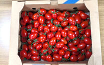 ［2027年3月出荷分］和歌山産ミニトマト「アイコトマト」約2kg（M・Lサイズおまかせ）