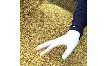 令和7年産　山崎農園こしひかり　無洗米10kg