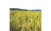 令和7年産　大上農園きぬむすめ　無洗米10kg