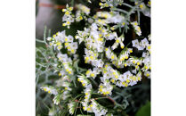 【母の日】森の香りのグリーンリース【生花&nbsp;リース&nbsp;植物&nbsp;フレッシュ&nbsp;森&nbsp;癒し&nbsp;観葉植物&nbsp;贈り物&nbsp;母の日&nbsp;おすすめ&nbsp;人気&nbsp;鳥取県&nbsp;北栄町&nbsp;手作り】