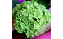 【母の日】華やかに贈るおまかせアレンジメント&nbsp;※北海道・沖縄・離島への配送不可&nbsp;【花&nbsp;ガーデン&nbsp;フラワーアレンジメント&nbsp;生花&nbsp;植物&nbsp;フレッシュ&nbsp;癒し&nbsp;花束&nbsp;観葉植物&nbsp;贈り物&nbsp;母の日&nbsp;おすすめ&nbsp;人気&nbsp;鳥取県&nbsp;北栄町&nbsp;手作り】