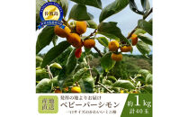 【数量限定】【先行予約】【2026年10月中旬以降順次発送】柿&nbsp;ミニ柿&nbsp;ベビーパーシモン&nbsp;ひとくちサイズ&nbsp;40玉&nbsp;約1kg