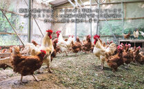 【定期便12か月】国産飼料にこだわった鶏が産む安全安心の&nbsp;『レモン色たまご』30個（25個＋割れ保証5個）&nbsp;［Hn9］