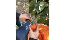 【先行予約】きたさんちのみかん　小原紅早生みかん4.5kg　ご家庭用（Mサイズ）【12月上旬発送】