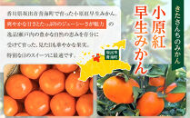 【先行予約】きたさんちのみかん　小原紅早生みかん4.5kg　ご家庭用（Mサイズ）【12月上旬発送】