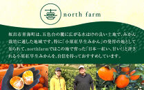 【先行予約】きたさんちのみかん　小原紅早生みかん4.5kg【秀品】（Mサイズ）【12月上旬発送】