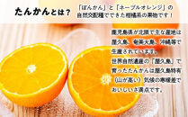 ＜先行予約／数量限定＞屋久島産たんかん&nbsp;自家用(訳あり品)&nbsp;約3kg(S～2Lサイズ・少々キズあり)【2027年2月中旬以降お届け】
