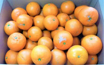 ＜先行予約／数量限定＞屋久島産たんかん&nbsp;自家用(訳あり品)&nbsp;約3kg(S～2Lサイズ・少々キズあり)【2027年2月中旬以降お届け】