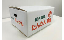 ＜先行予約／数量限定＞屋久島産たんかん&nbsp;自家用(訳あり品)&nbsp;約3kg(S～2Lサイズ・少々キズあり)【2027年2月中旬以降お届け】