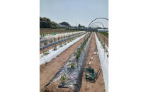 【SPIRA&nbsp;FARM】旬の野菜と玉ねぎドレッシングのセット（１３～１５品）