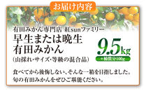 有田みかん専門店&nbsp;紅sunファミリー&nbsp;早生または晩生&nbsp;有田みかん&nbsp;9.5kg＋補償分100g&nbsp;山採れ・サイズ・等級&nbsp;混合