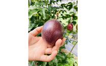 夏採れ!!【数量限定】パッションフルーツ　約1.6ｋｇ　２Lサイズ&nbsp;　化粧箱入