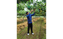 【2026年10月頃より発送】岸田秀果園&nbsp;新興梨&nbsp;(自家用)3kg