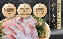 近大クエタマ鍋セット500g（2027年2月上旬～2月中旬発送）