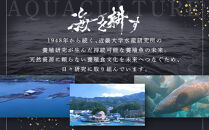 近大クエタマ鍋セット1kg（2026年11月下旬～12月中旬発送）