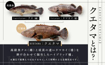 近大クエタマ鍋セット500g（2027年1月下旬～2月上旬発送）