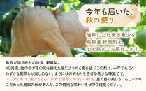 有梨の実石田&nbsp;新興梨&nbsp;(ギフト用)5kg【10月頃お届け】