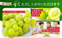 《先行予約&nbsp;2026年8月下旬～9月発送》【勧修寺観光農園】不揃い訳あり&nbsp;京都市産&nbsp;シャインマスカット&nbsp;1kg｜シャインマスカット&nbsp;人気［&nbsp;観光農園&nbsp;シャインマスカット&nbsp;ぶどう&nbsp;不揃い&nbsp;訳あり&nbsp;フルーツ&nbsp;デザート&nbsp;おいしい&nbsp;グルメ&nbsp;人気&nbsp;おすすめ&nbsp;お取り寄せ&nbsp;通販&nbsp;送料無料&nbsp;ふるさと納税&nbsp;］