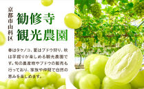 《先行予約&nbsp;2026年8月下旬～9月発送》【勧修寺観光農園】不揃い訳あり&nbsp;京都市産&nbsp;シャインマスカット&nbsp;2kg｜シャインマスカット&nbsp;人気［&nbsp;観光農園&nbsp;シャインマスカット&nbsp;ぶどう&nbsp;不揃い&nbsp;訳あり&nbsp;フルーツ&nbsp;デザート&nbsp;おいしい&nbsp;グルメ&nbsp;人気&nbsp;おすすめ&nbsp;お取り寄せ&nbsp;通販&nbsp;送料無料&nbsp;ふるさと納税&nbsp;］