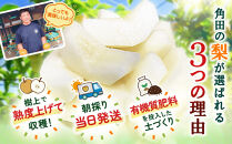 【2026年先行予約／訳あり】【馬場果樹園】品種おまかせ&nbsp;旬の和梨&nbsp;約5kg&nbsp;8月中旬～順次発送