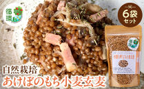 【信濃大町循環ブランド】自然栽培あけぼのもち小麦玄麦６袋セット