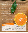 ［定期便］みかん&nbsp;5kg&nbsp;家庭用（11月～2月&nbsp;計4回）みかん&nbsp;定期便&nbsp;柑橘&nbsp;和歌山県&nbsp;海南市&nbsp;早生みかん&nbsp;蔵出しみかん&nbsp;鈴木農園