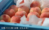 岡山の桃　6月&nbsp;-&nbsp;7月　早生の桃　900ｇ【6月下旬以降発送】