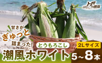 ［2027年発送&nbsp;先行予約&nbsp;夏の味覚］潮風ホワイト&nbsp;2Lサイズ&nbsp;5～8本&nbsp;1セット&nbsp;とうもろこし&nbsp;トウモロコシ&nbsp;白&nbsp;コーン&nbsp;とうもろこし&nbsp;BBQ&nbsp;焼き肉&nbsp;白浜町