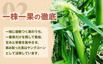 ［旬の２種類を贅沢に］食べ比べセット&nbsp;1セット&nbsp;とうもろこし&nbsp;トウモロコシ&nbsp;ゴールドラッシュ&nbsp;黄色&nbsp;潮風ゴールド&nbsp;潮風ホワイト&nbsp;スイートコーン&nbsp;茹でとうもろこし&nbsp;BBQ&nbsp;焼き肉&nbsp;白浜町