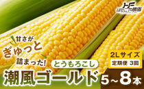 ［定期便・全3回］［夏の味覚］潮風ゴールド&nbsp;2Lサイズ&nbsp;5～8本&nbsp;1セット&nbsp;とうもろこし&nbsp;トウモロコシ&nbsp;ゴールドラッシュ&nbsp;黄色&nbsp;潮風ゴールド&nbsp;スイートコーン&nbsp;茹でとうもろこし&nbsp;BBQ&nbsp;焼き肉&nbsp;白浜町