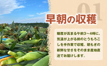 ［定期便・全3回］［夏の味覚］潮風ゴールド&nbsp;2Lサイズ&nbsp;5～8本&nbsp;1セット&nbsp;とうもろこし&nbsp;トウモロコシ&nbsp;ゴールドラッシュ&nbsp;黄色&nbsp;潮風ゴールド&nbsp;スイートコーン&nbsp;茹でとうもろこし&nbsp;BBQ&nbsp;焼き肉&nbsp;白浜町