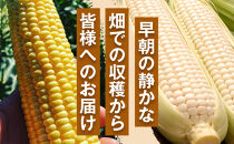 ［定期便・全3回］［夏の味覚］潮風ゴールド&nbsp;2Lサイズ&nbsp;5～8本&nbsp;1セット&nbsp;とうもろこし&nbsp;トウモロコシ&nbsp;ゴールドラッシュ&nbsp;黄色&nbsp;潮風ゴールド&nbsp;スイートコーン&nbsp;茹でとうもろこし&nbsp;BBQ&nbsp;焼き肉&nbsp;白浜町