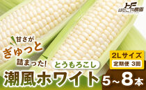 ［定期便・全3回］［夏の味覚］潮風ホワイト&nbsp;2Lサイズ&nbsp;5～8本&nbsp;1セット&nbsp;とうもろこし&nbsp;トウモロコシ&nbsp;白&nbsp;コーン&nbsp;とうもろこし&nbsp;BBQ&nbsp;焼き肉&nbsp;白浜町