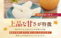 【先行予約】数量限定&nbsp;鳥取県産梨&nbsp;秋栄&nbsp;約2kg&nbsp;梨&nbsp;秋栄&nbsp;梨2kg&nbsp;秋栄2kg&nbsp;鳥取県産梨&nbsp;国産梨&nbsp;梨先行予約&nbsp;先行予約梨&nbsp;新鮮&nbsp;旬&nbsp;フルーツ&nbsp;果物&nbsp;くだもの&nbsp;人気&nbsp;おすすめ&nbsp;鳥取県&nbsp;鳥取&nbsp;琴浦町