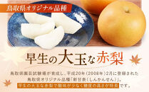 【先行予約】数量限定&nbsp;鳥取県産梨&nbsp;新甘泉&nbsp;約2kg&nbsp;梨&nbsp;梨2kg&nbsp;新甘泉2kg&nbsp;鳥取県産梨&nbsp;国産梨新甘泉&nbsp;鳥取&nbsp;先行予約&nbsp;梨先行予約&nbsp;新鮮&nbsp;旬&nbsp;フルーツ&nbsp;果物&nbsp;くだもの&nbsp;人気&nbsp;おすすめ&nbsp;鳥取県&nbsp;鳥取&nbsp;琴浦町