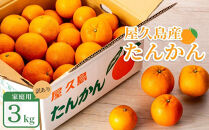 2027年発送&nbsp;屋久島産たんかん&nbsp;家庭用&nbsp;訳あり&nbsp;約3kg(S～2Lサイズ・少々キズあり)＜先行予約／数量限定＞