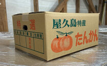 2027年発送&nbsp;屋久島産たんかん&nbsp;家庭用&nbsp;訳あり&nbsp;約3kg(S～2Lサイズ・少々キズあり)＜先行予約／数量限定＞